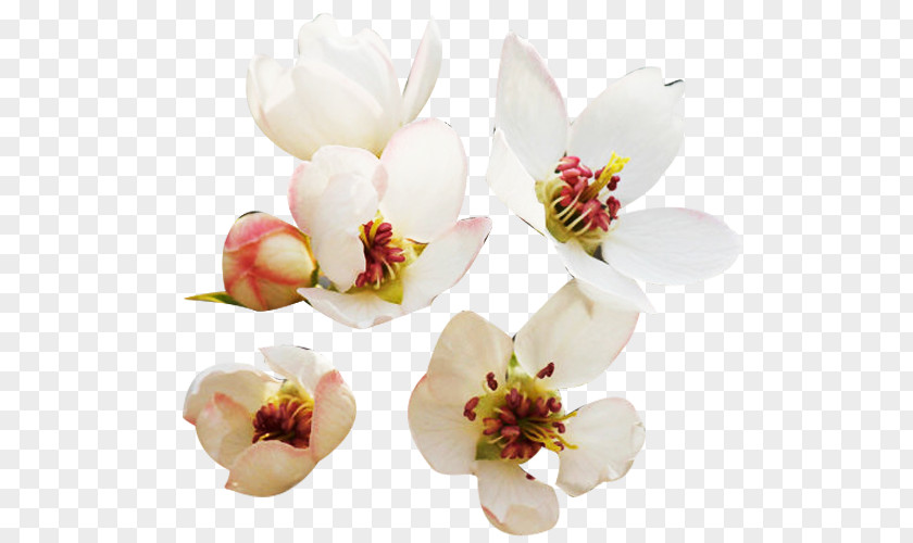 Fresh Pear Petal Picture Material Floral Design Designer Clip Art PNG