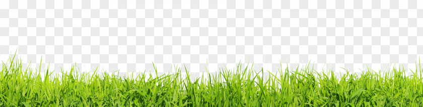 Grass Flat Lawn Desktop Wallpaper Stock Photography Clip Art PNG