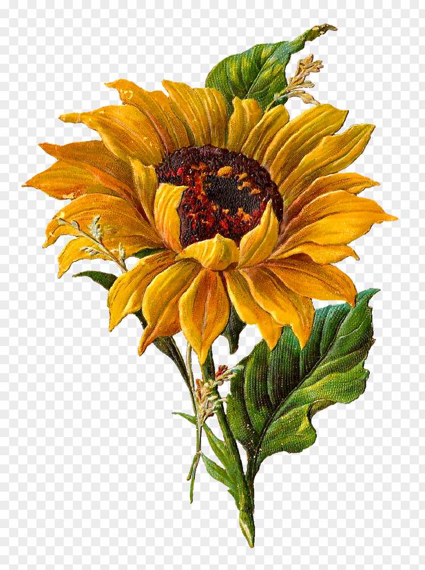 Sunflower Botanical Illustration Clip Art PNG