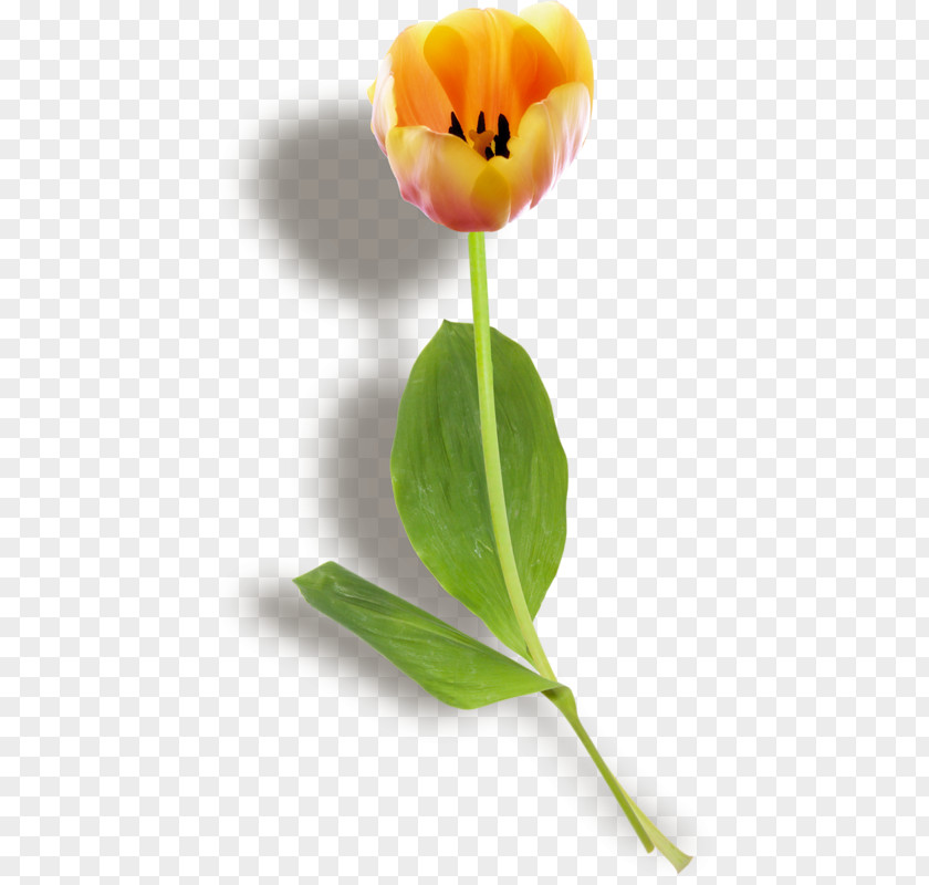 Tulip Desktop Wallpaper PNG