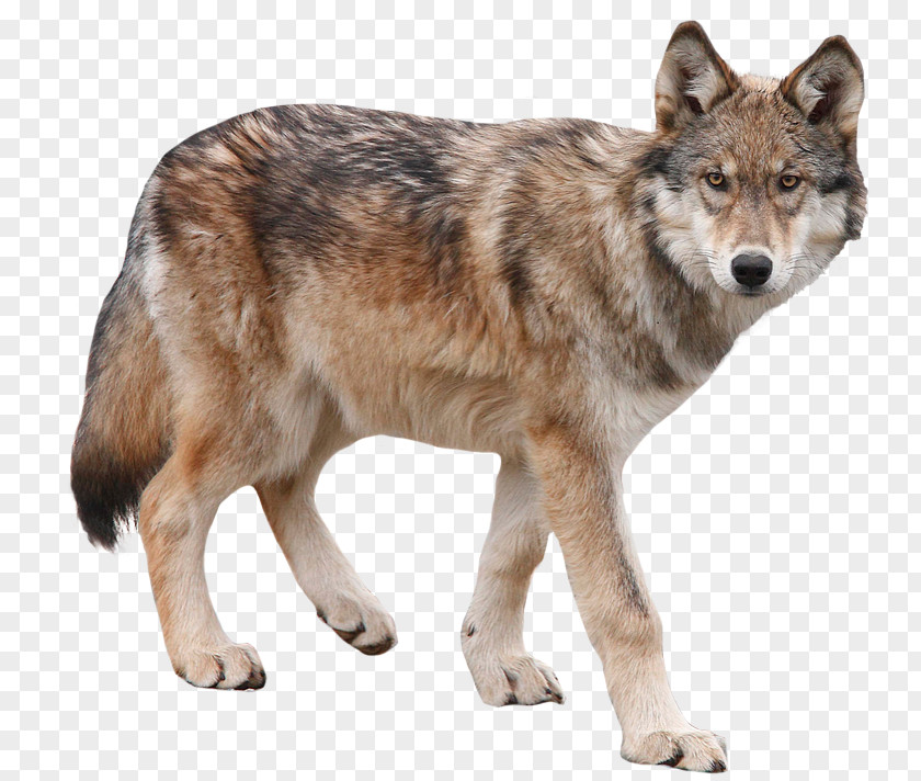 Wolf Dog Yukon Arctic PNG