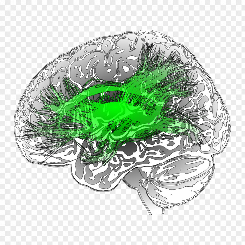 Leaf Medical Imaging Voxel Image Diagnostic Neuroradiology PNG