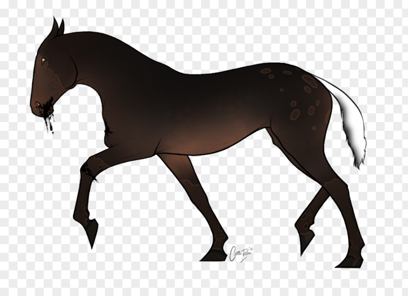 Mustang Foal Stallion Rein Mare PNG