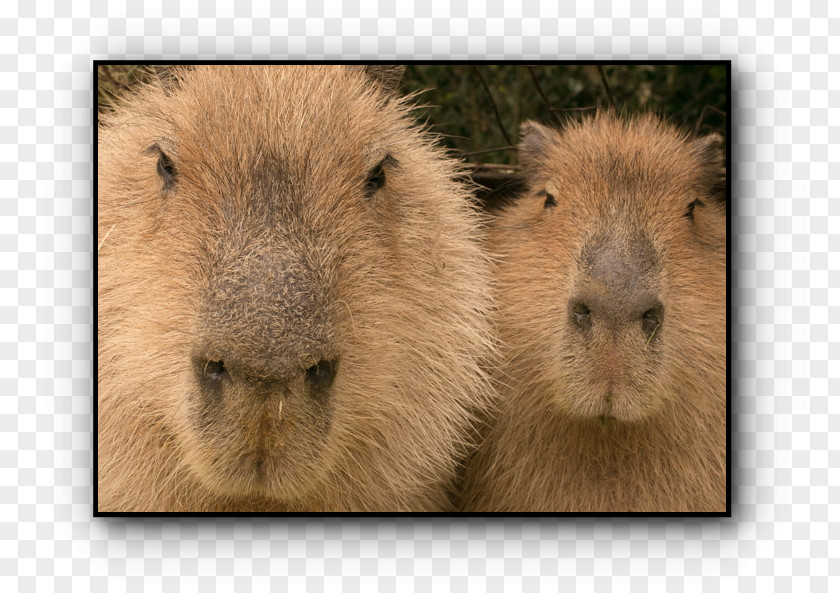 Pig Guinea Capybara Whiskers Snout PNG