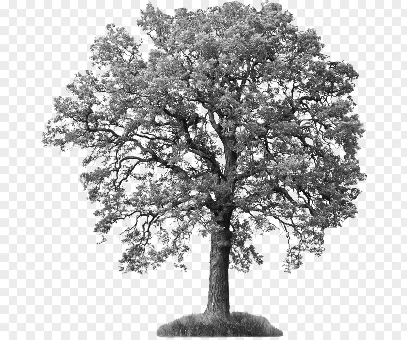 Tree Stock Photography Oak Branch Royalty-free PNG