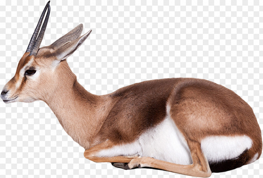 Antelope Dorcas Gazelle Stock Photography PNG