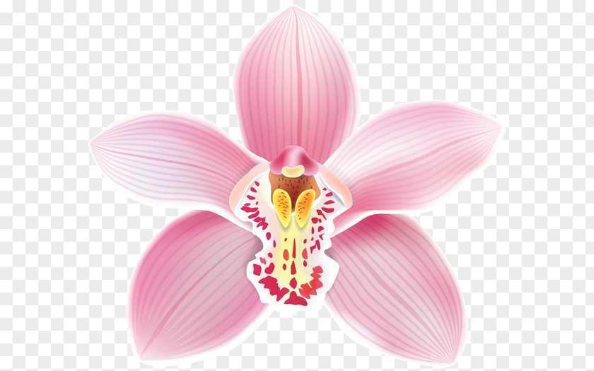 Cymbidium Orchid Clip Art Crimson Cattleya Loddigesii Percivaliana PNG