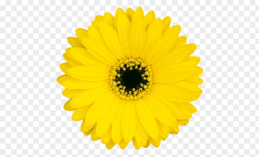 Flower Common Sunflower Transvaal Daisy Cut Flowers PNG