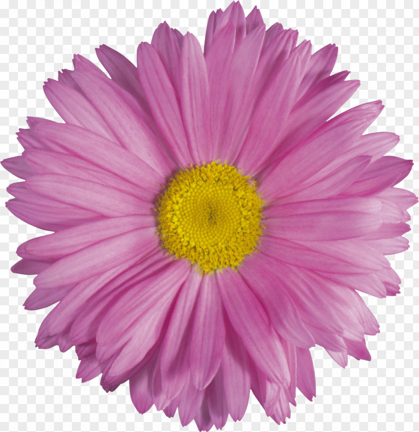 Flower Cut Flowers Petal PNG