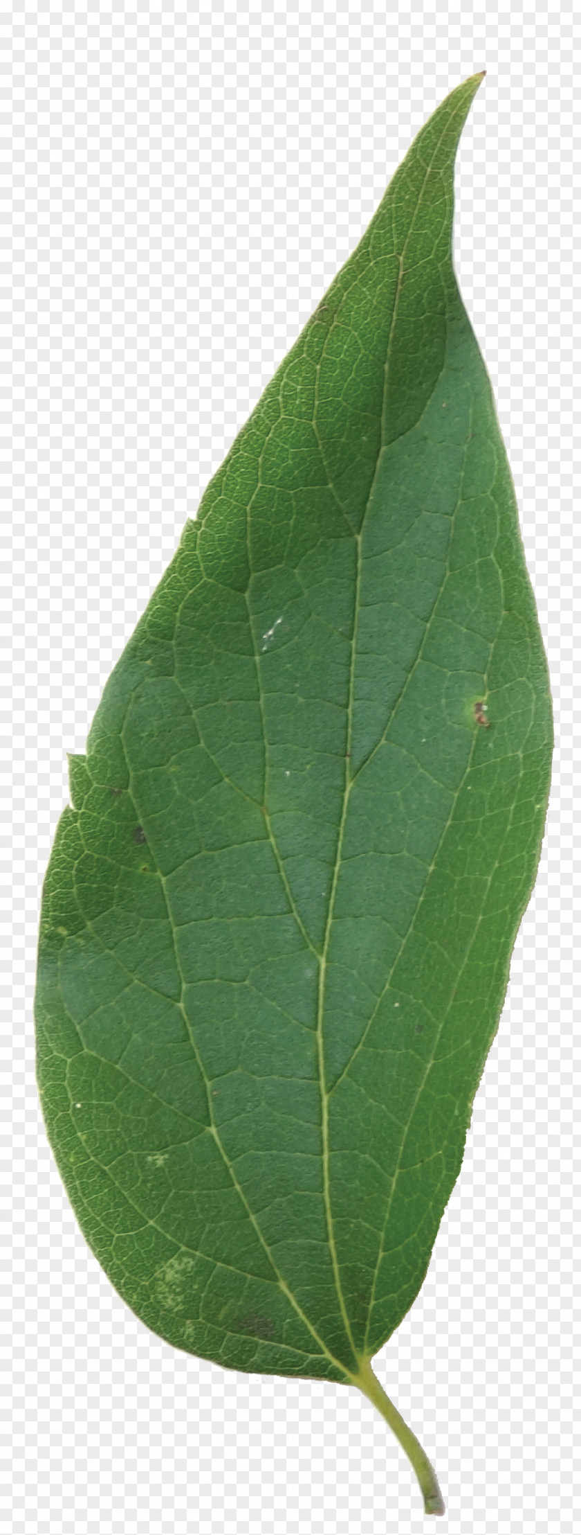 Leaf Plant Pathology Plants PNG