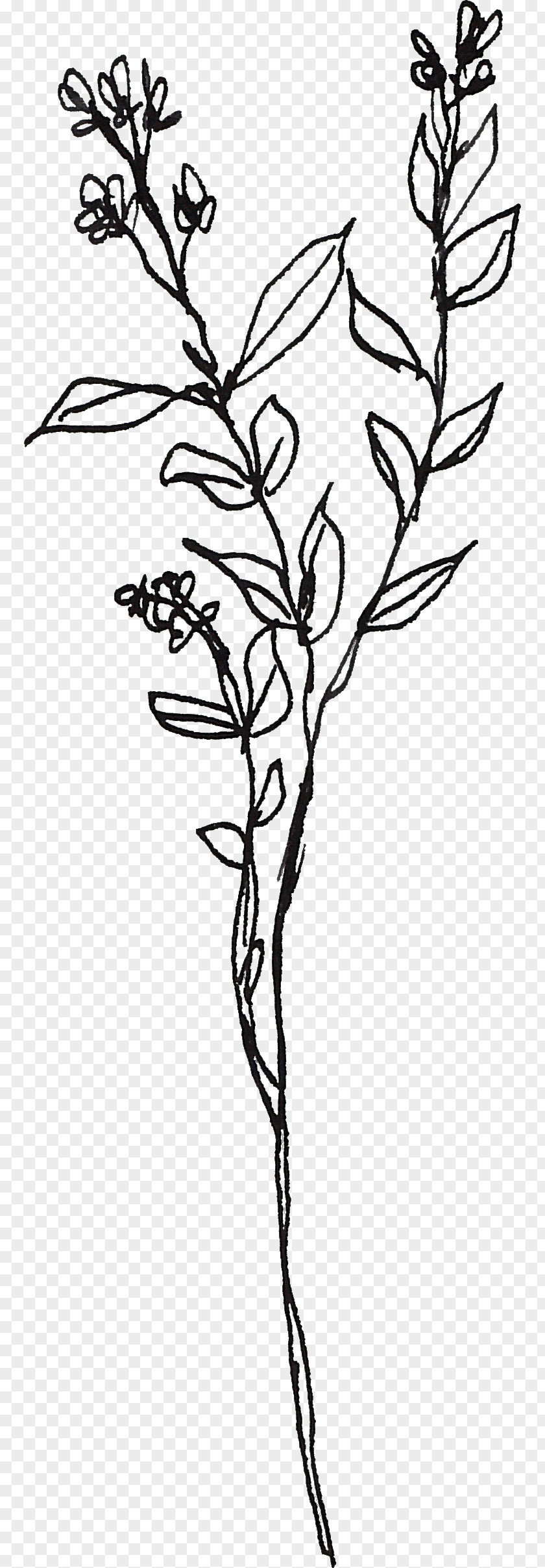Line Drawing Of Plant Visual Arts Clip Art PNG