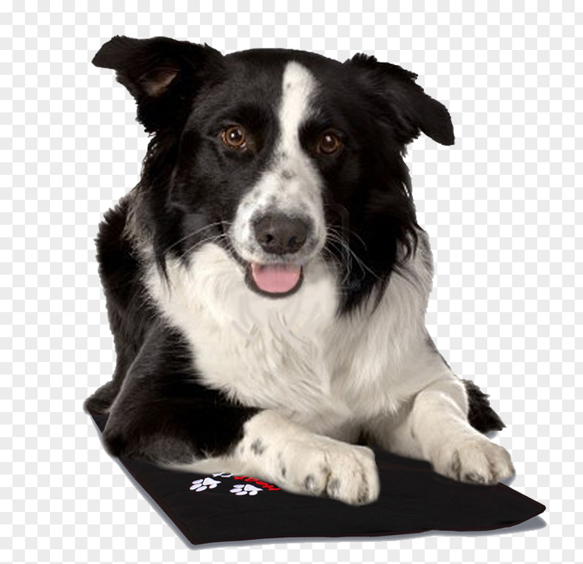 Puppy Border Collie Rough Old English Sheepdog PNG