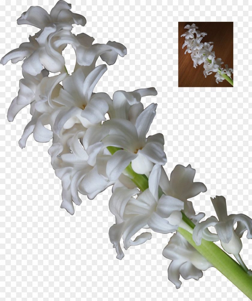 White Flower The Neverending Story DeviantArt Hyacinth Plant PNG