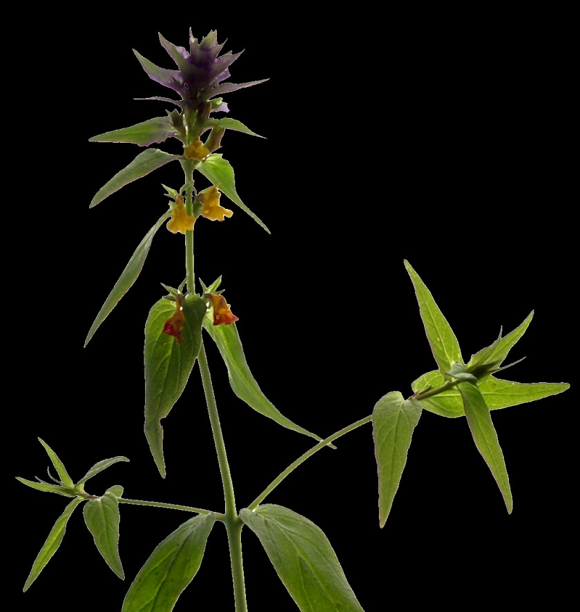 Botany Melampyrum Polonicum Enciclopedia Libre Universal En Español Encyclopedia Broomrapes PNG