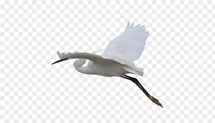 Flying Crane Beak Bird Goose Duck Cygnini PNG
