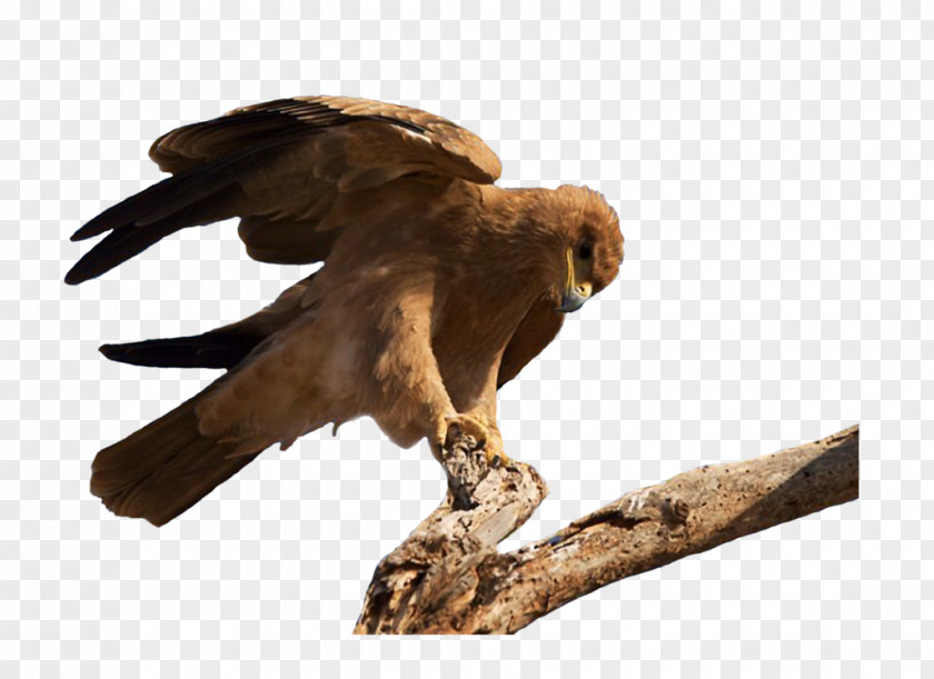 Macaw Bird Of Prey Vulture Hawk PNG