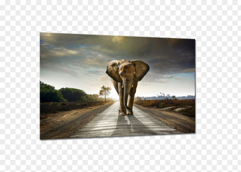 Painting Elephantidae African Elephant Canvas PNG