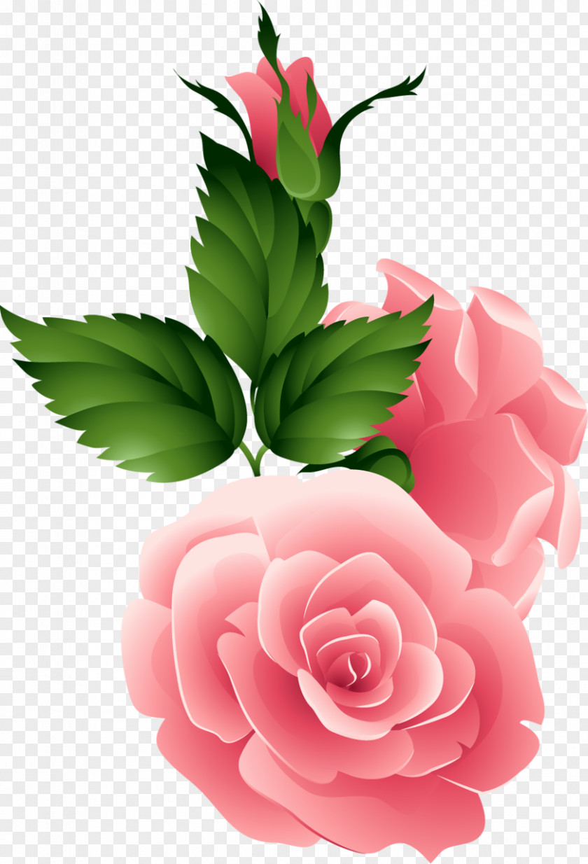 Rose Drawing Petal Plant Night Image Morning Friendship PNG