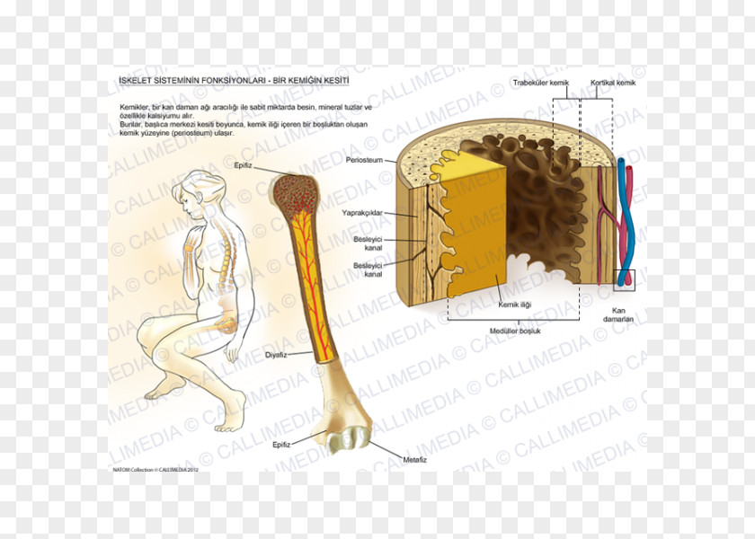 Skeleton Muscle Bone Human Anatomy PNG