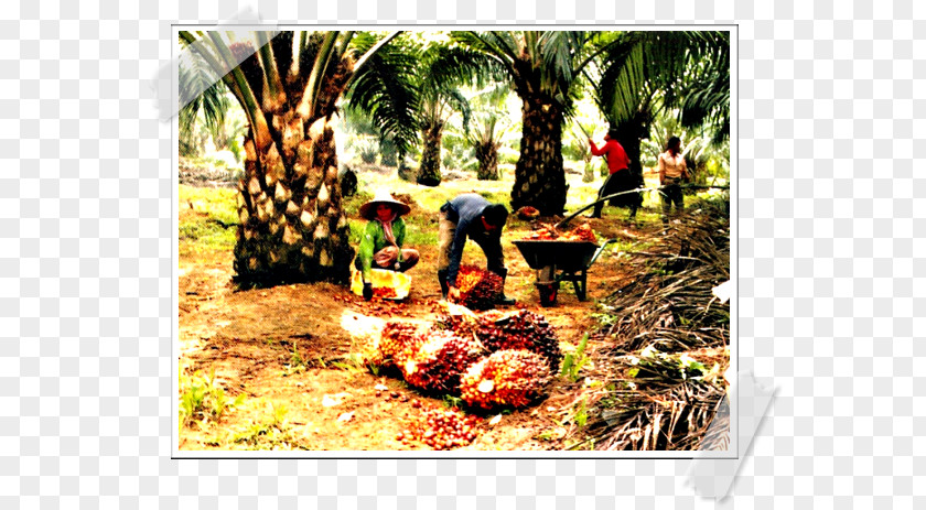 African Oil Palm Pejabat RISDA Negeri Pulau Pinang Plantation Rishda Tarkaan PNG