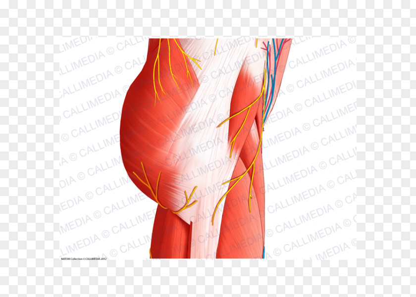 Blood Vessels Muscles Of The Hip Anatomy Human Body PNG
