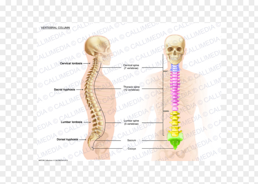 Columna Vertebral Column Anatomy Lordosis Spinal Cord PNG