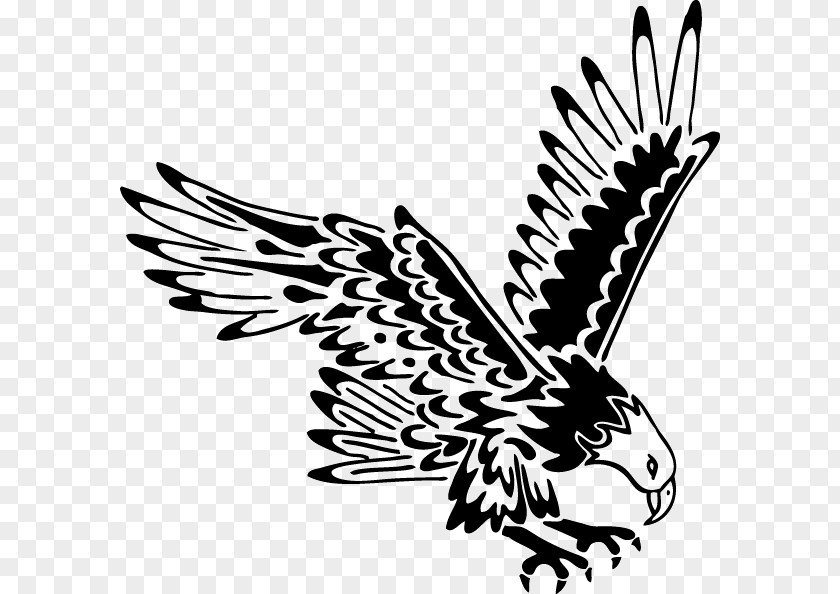 Eagle Bald Tattoo Black-and-white Hawk-eagle Feather Law PNG