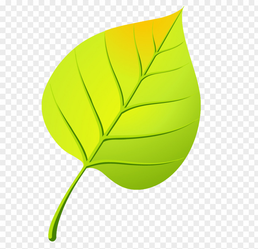 Leaf Drawing Осенние листья Clip Art PNG