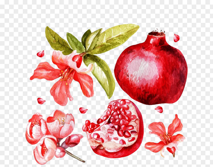 Painted Pomegranate And Juice Flower Fruit PNG