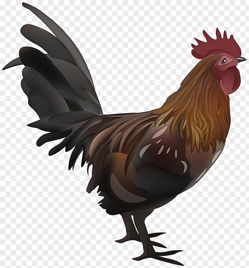 Poultry Wing Bird Chicken Rooster Comb Beak PNG