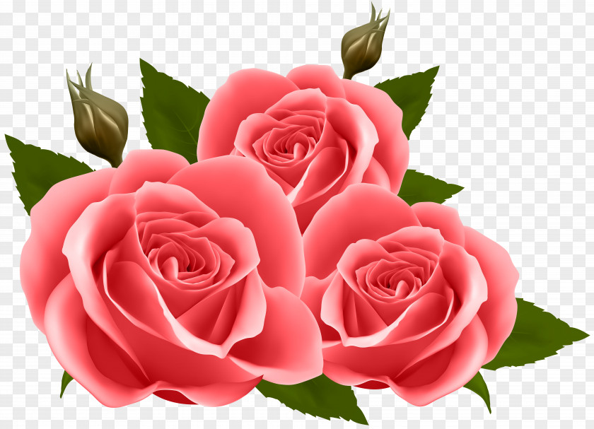 Red Roses Clip Art Image Flower Rose Floral Design Wallpaper PNG