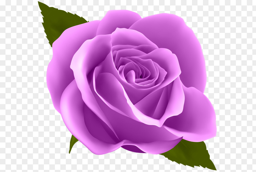 Rose Flower Clip Art PNG
