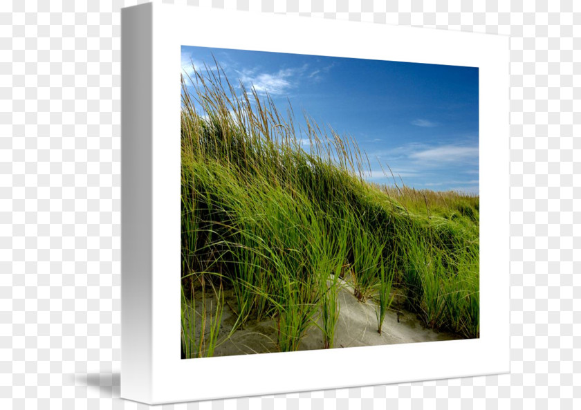 Beach Grass Ecosystem Meadow Energy Picture Frames PNG