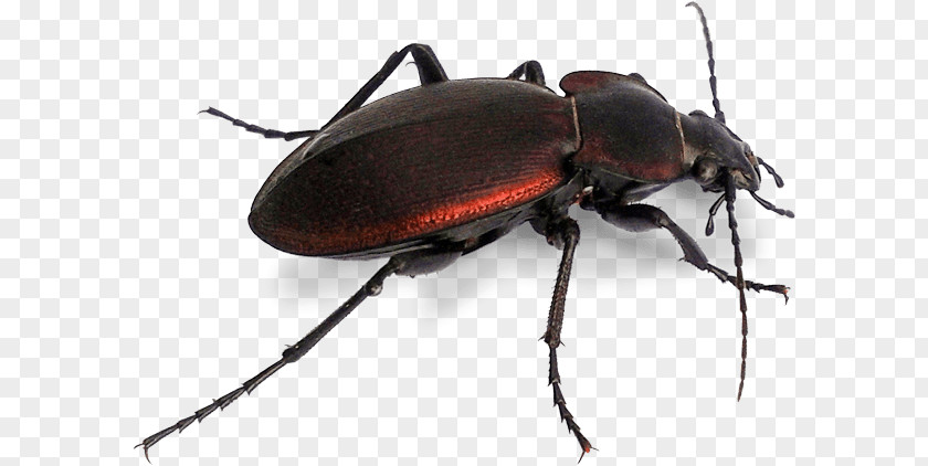 Beetle Japanese Rhinoceros Dung Stag Longhorn PNG