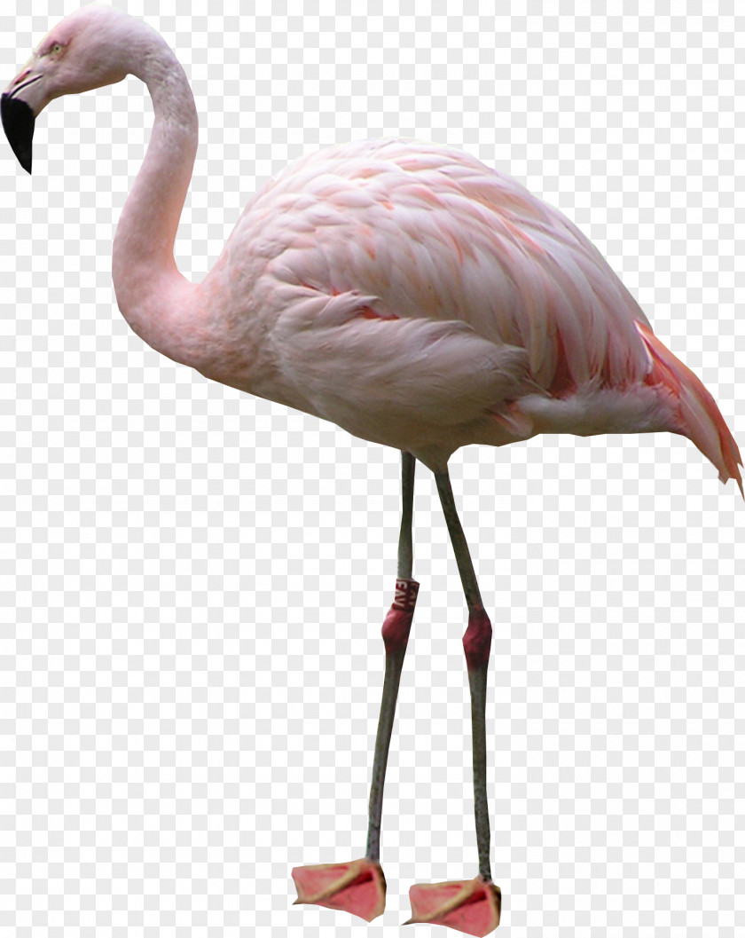 Crane Flamingo Display Resolution Clip Art PNG