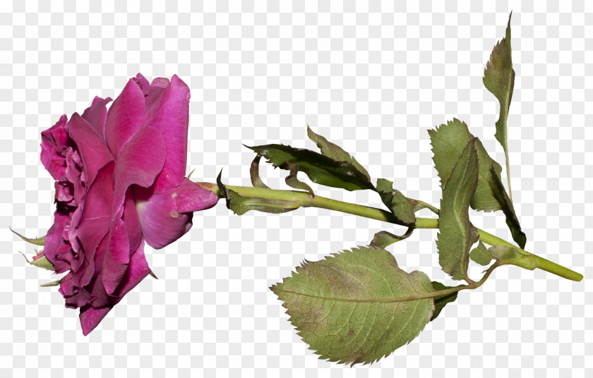 Joanne Button Garden Roses Cut Flowers Bud Plant Stem Lily PNG