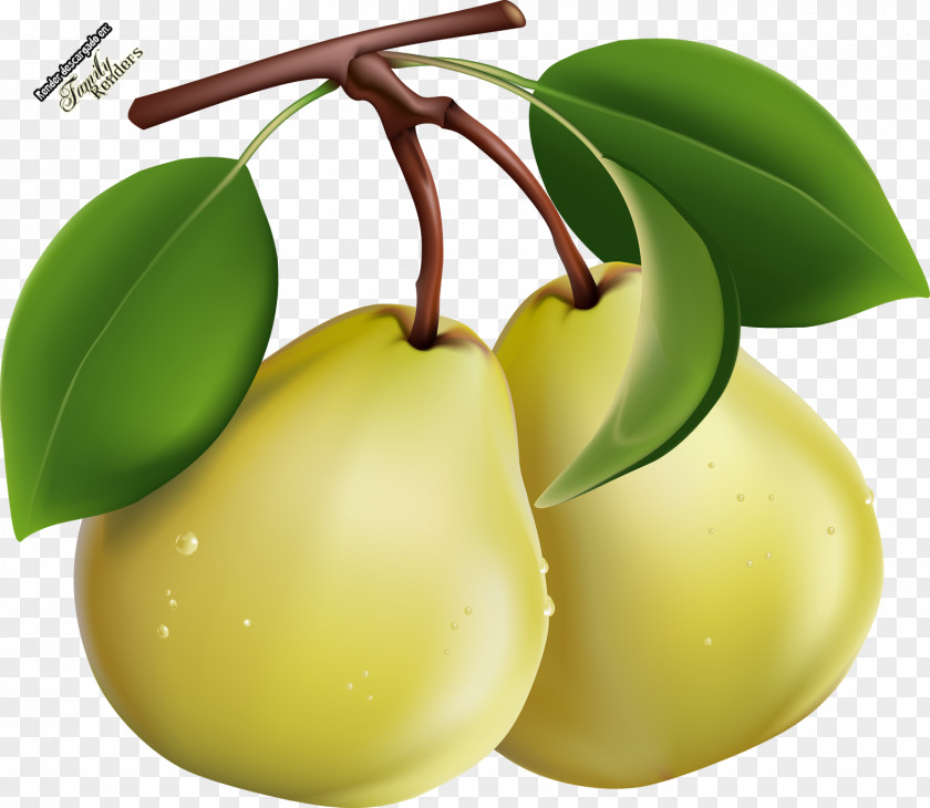 Peppa Transparency And Translucency Clip Art Image Pear Openclipart PNG