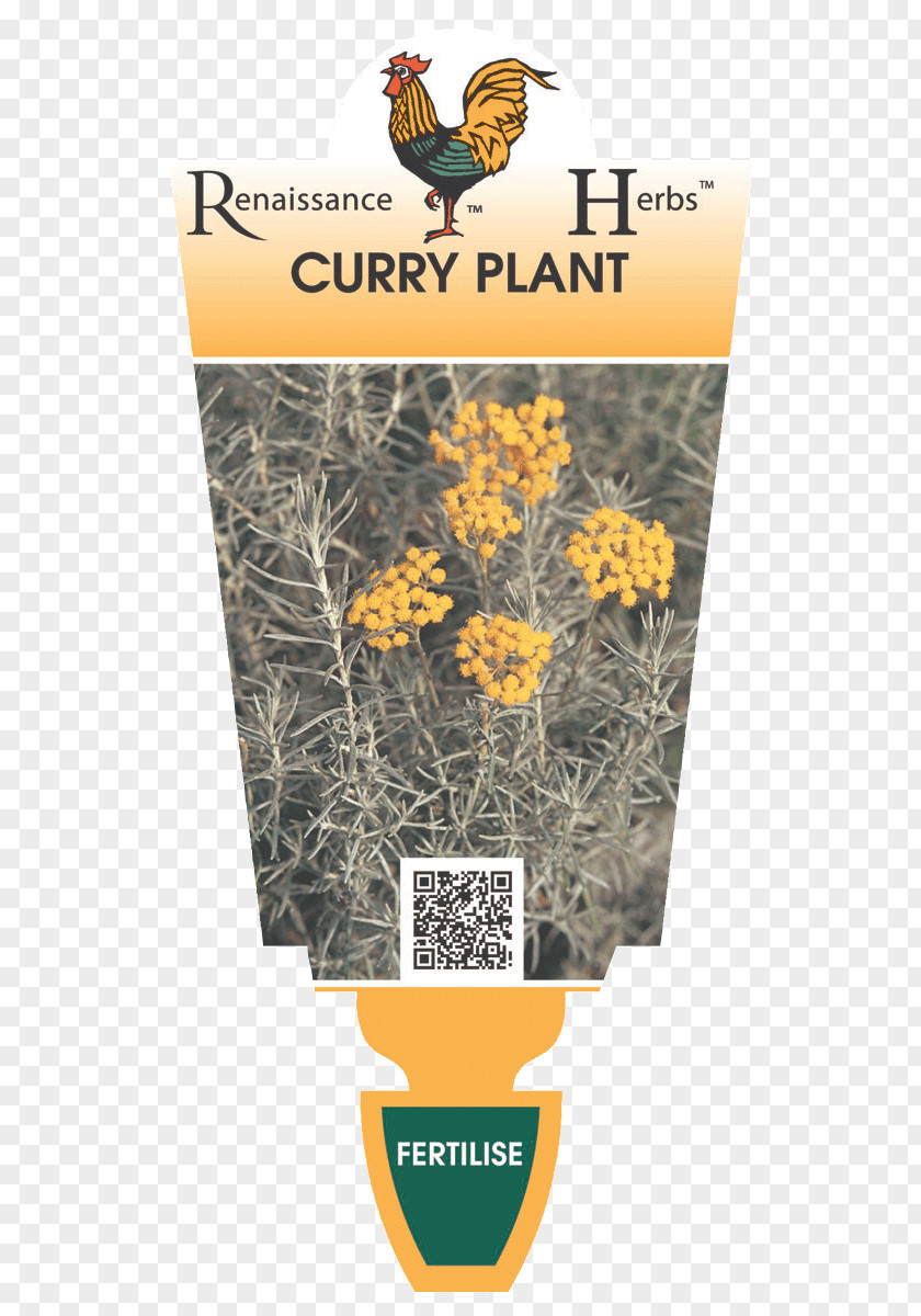 Plant Curry Indian Cuisine Herb Food PNG