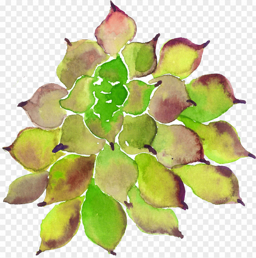 Succulent Plants Plant PNG