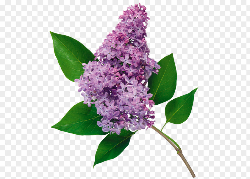 White Lilac Common Flower Clip Art PNG