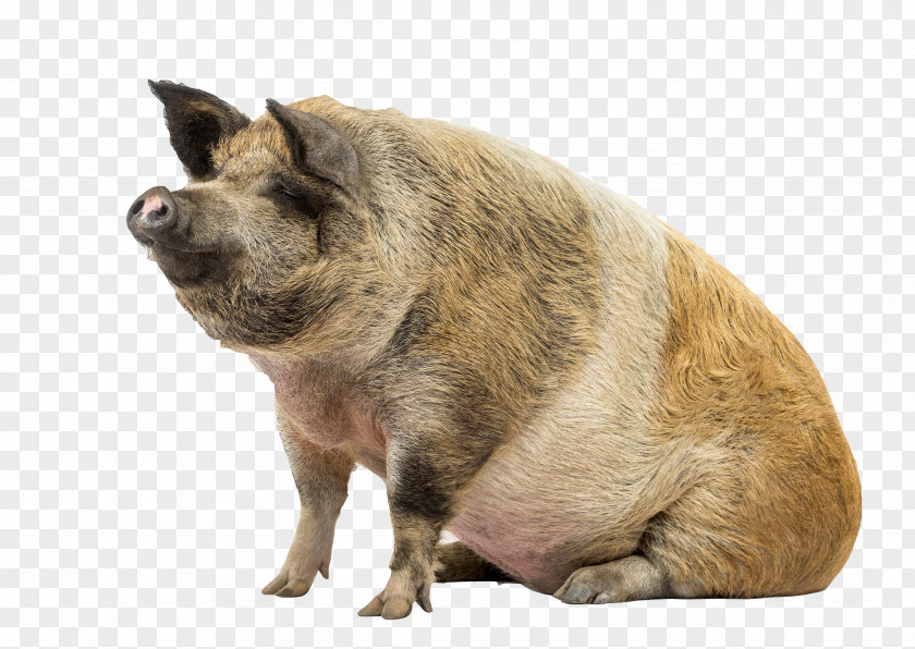 Wild Pig Stock Photography Livestock PNG