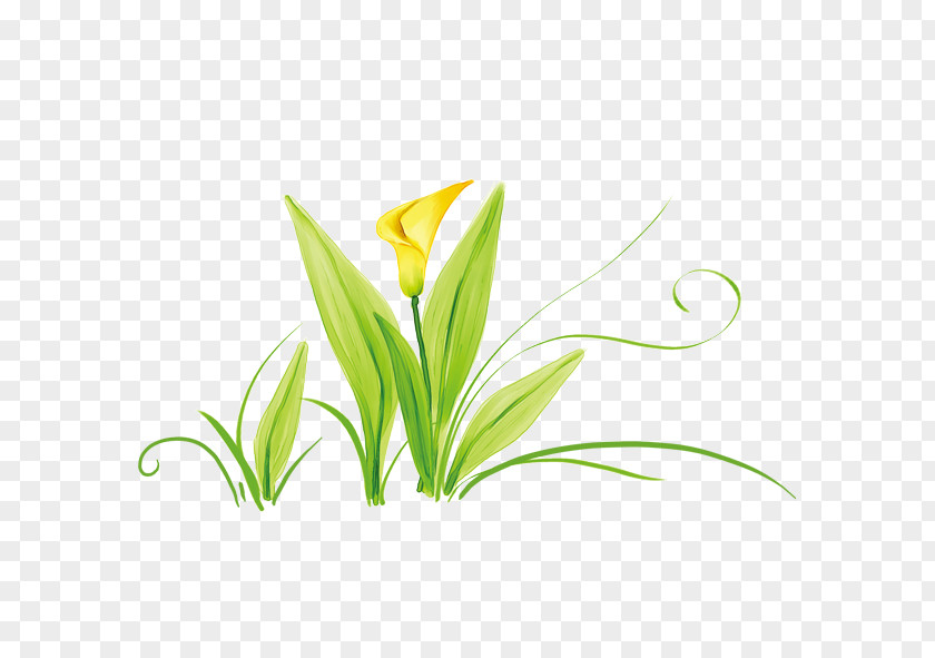 Yellow Tulips Tulip Computer File PNG