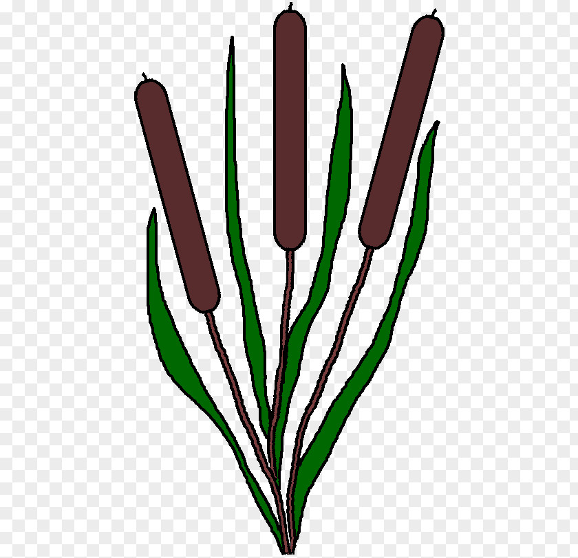 Aquatic Plants Pond Clip Art PNG