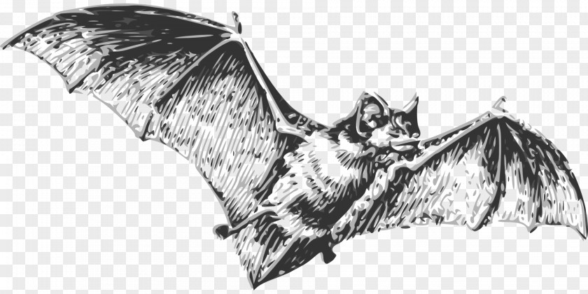 Bat Vampire Halloween PNG