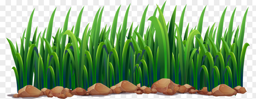 Green Grass Pond Ecosystem Illustration PNG