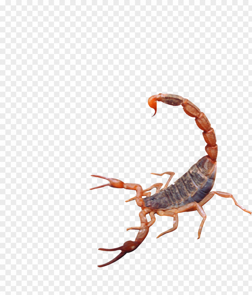 Scorpion Attack Insect PNG
