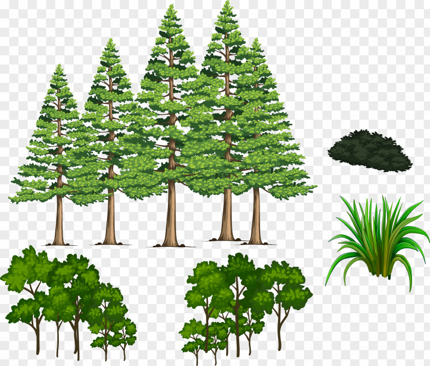 Vector Plant Material Pine Shrub Grass Fir Spruce PNG