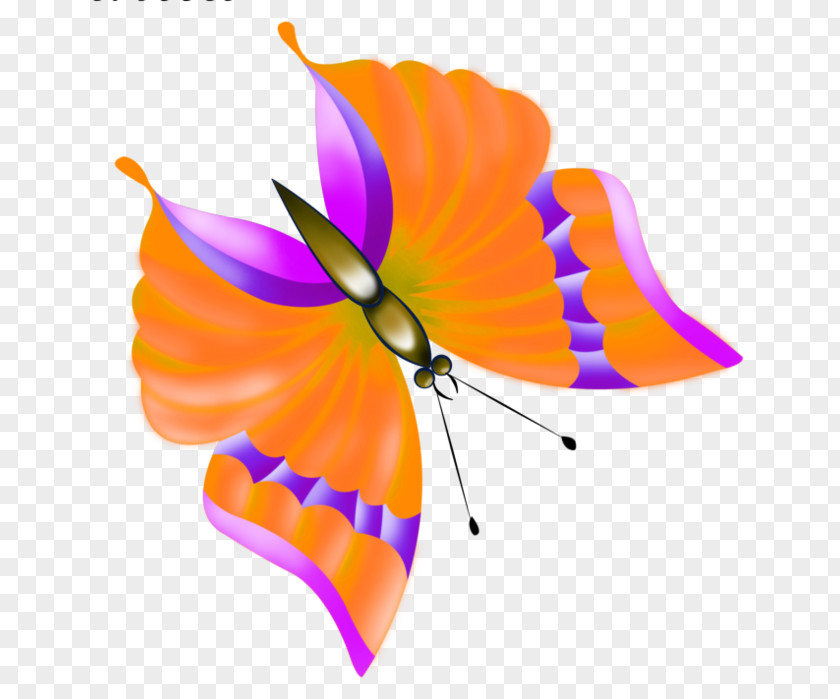 Butterfly Monarch Insect Drawing Clip Art PNG