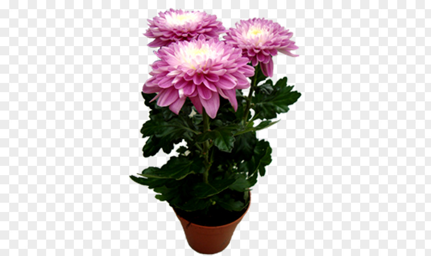Chrysanthemum Marguerite Daisy Cut Flowers Transvaal Houseplant PNG