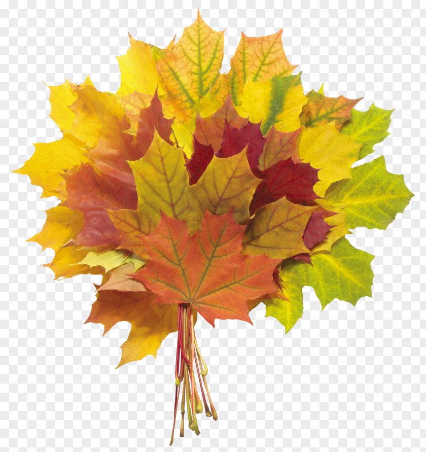 Autumn Leaves Image Leaf Color Flower Bouquet PNG